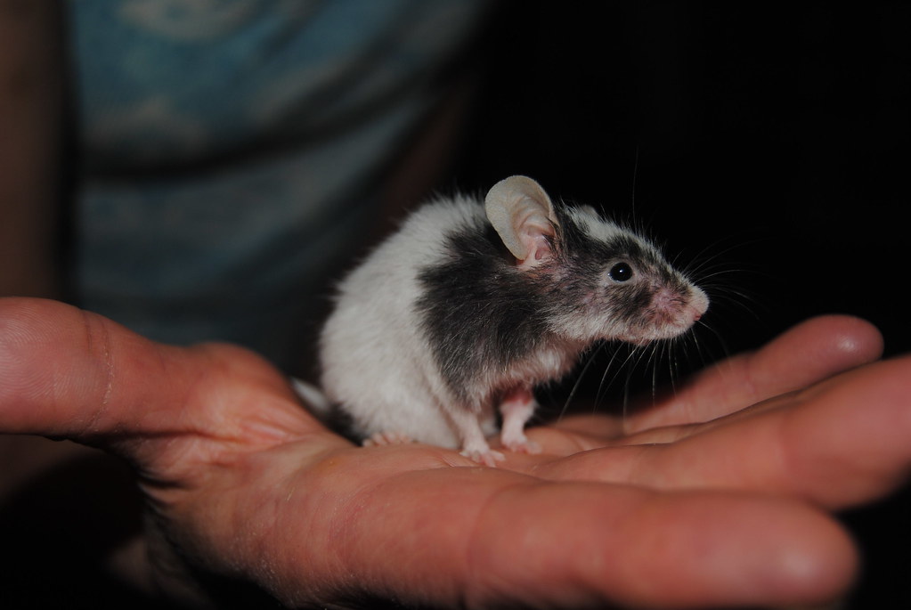 mouse