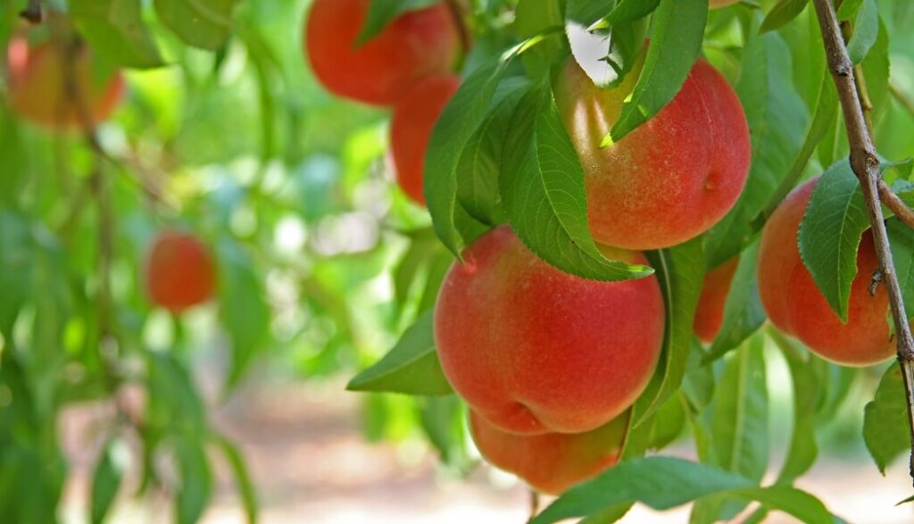 Peach Trees